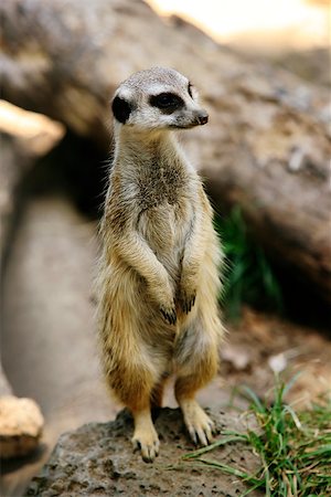 simsearch:400-05378767,k - Meerkat or suricate (Suricata, suricatta) is a small mammal and a member of the mongoose family. Zoo in New Zealand Foto de stock - Royalty-Free Super Valor e Assinatura, Número: 400-07092910