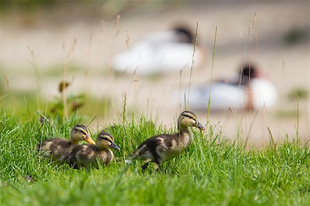 simsearch:400-04277046,k - Small ducklings outdoor, walking on green grass Foto de stock - Royalty-Free Super Valor e Assinatura, Número: 400-07093216