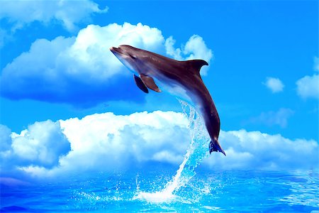 Nice dolphin make high jump from water against blue sky with clouds Stock Photo - Budget Royalty-Free & Subscription, Code: 400-07093269
