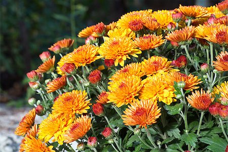 simsearch:400-04576781,k - Bush of beautiful orange autumn chrysanthemum flowers Photographie de stock - Aubaine LD & Abonnement, Code: 400-07093344