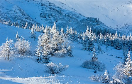 simsearch:400-07101023,k - Morning winter mountain landscape with fir trees on slope. Photographie de stock - Aubaine LD & Abonnement, Code: 400-07093346