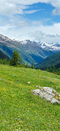Yellow dandelion flowers on summer mountain slope (Alps, Switzerland) Stock Photo - Budget Royalty-Free & Subscription, Code: 400-07093354