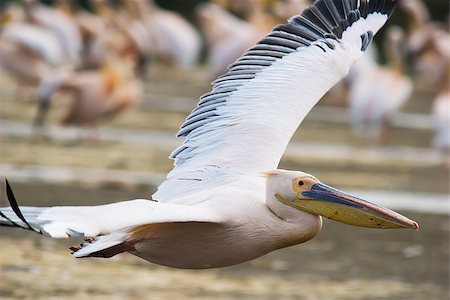 Great White Pelican (Pelecanus onocrotalus) in flight. Lake Nakuru, Kenya Stock Photo - Budget Royalty-Free & Subscription, Code: 400-07093509