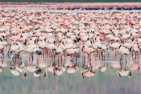 Thousands of Flamingos on Lake Nakuru, Kenya. Scientific name: Phoenicopterus minor Photographie de stock - Aubaine LD & Abonnement, Code: 400-07093510