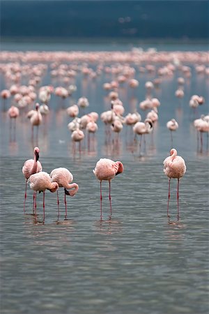 simsearch:700-02833736,k - Flamingos on Lake Nakuru, Kenya. Scientific name: Phoenicopterus minor Foto de stock - Super Valor sin royalties y Suscripción, Código: 400-07093511