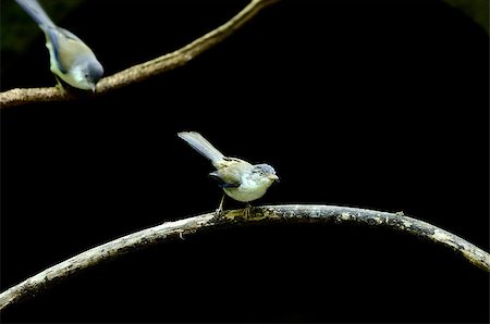 simsearch:400-07170249,k - beautiful Blue-winged Minla (Minla cyanouroptera) in Thai forest Photographie de stock - Aubaine LD & Abonnement, Code: 400-07093669