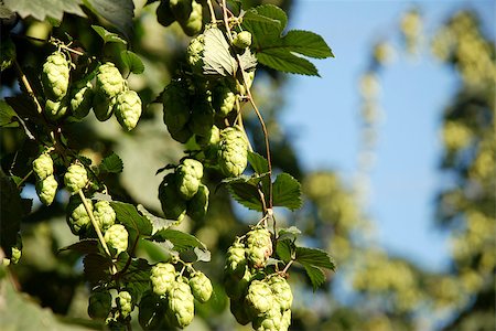 Closeup of hop vines growing in a hop garden against a blue sky Stock Photo - Budget Royalty-Free & Subscription, Code: 400-07093688