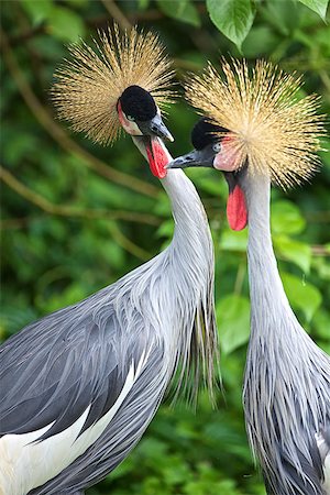Two Crowned Cranes seen as debating a point, even one frowning on the other Stock Photo - Budget Royalty-Free & Subscription, Code: 400-07093993