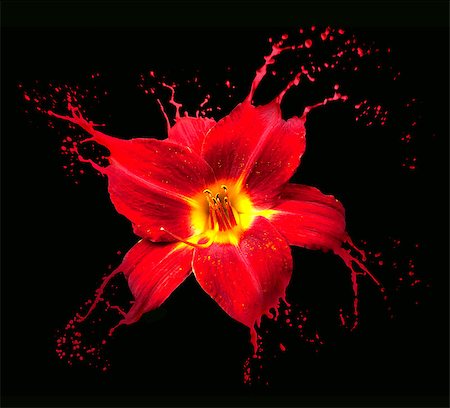red and black splashes of paint - bright flower with red splashes on black background Stock Photo - Budget Royalty-Free & Subscription, Code: 400-07104731