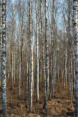 simsearch:400-07107314,k - Trunks of birch trees and roots in Autumn Fotografie stock - Microstock e Abbonamento, Codice: 400-07105836