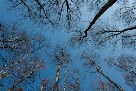 simsearch:400-07107314,k - Trunks of birch trees and blue sky in Autumn Fotografie stock - Microstock e Abbonamento, Codice: 400-07105837