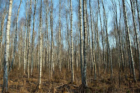 simsearch:400-07107314,k - Trunks of birch trees and roots in Autumn Fotografie stock - Microstock e Abbonamento, Codice: 400-07105838