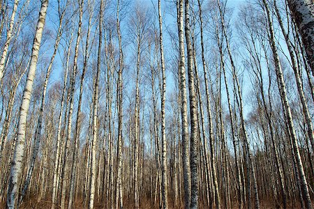 simsearch:400-07107314,k - Trunks of birch trees and blue sky in Autumn Fotografie stock - Microstock e Abbonamento, Codice: 400-07105839