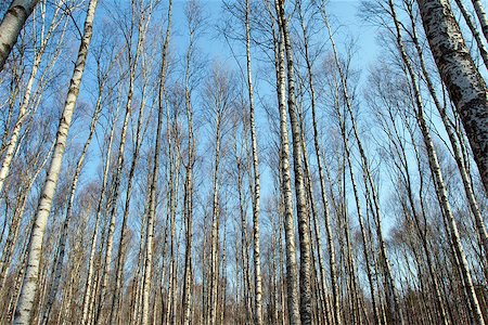 simsearch:400-07107314,k - Trunks of birch trees and blue sky in Autumn Fotografie stock - Microstock e Abbonamento, Codice: 400-07105840