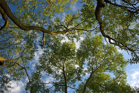 simsearch:400-07107314,k - Trunks of trees and blue sky Fotografie stock - Microstock e Abbonamento, Codice: 400-07107314