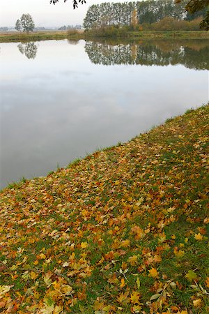 simsearch:400-07107314,k - Autumn landscape with water and beach in the colored leaves Fotografie stock - Microstock e Abbonamento, Codice: 400-07107862