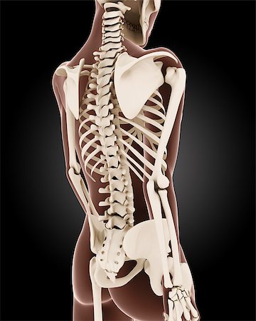 simsearch:400-06568234,k - 3D render of a female medical skeleton with close up on back Stock Photo - Budget Royalty-Free & Subscription, Code: 400-07100221