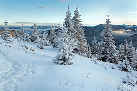 footprint winter landscape mountain - Morning winter mountain landscape with fir trees on slope and footsteps. Stock Photo - Budget Royalty-Free & Subscription, Code: 400-07101007