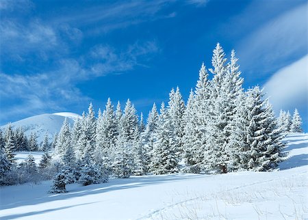simsearch:400-06861143,k - Morning winter mountain landscape with fir trees on slope. Foto de stock - Super Valor sin royalties y Suscripción, Código: 400-07101008