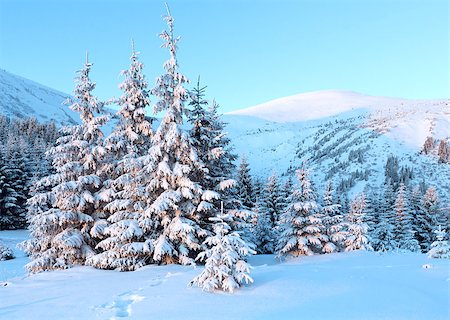 simsearch:400-07101023,k - Pink sunrise and winter mountain landscape with snow covered fir trees on slope Photographie de stock - Aubaine LD & Abonnement, Code: 400-07101016