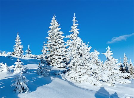 simsearch:400-06861143,k - Morning winter mountain landscape with fir trees on slope. Foto de stock - Super Valor sin royalties y Suscripción, Código: 400-07101017