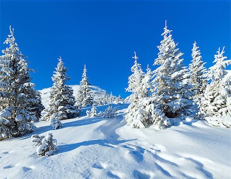 simsearch:400-06861143,k - Morning winter mountain landscape with fir trees on slope. Foto de stock - Super Valor sin royalties y Suscripción, Código: 400-07101018