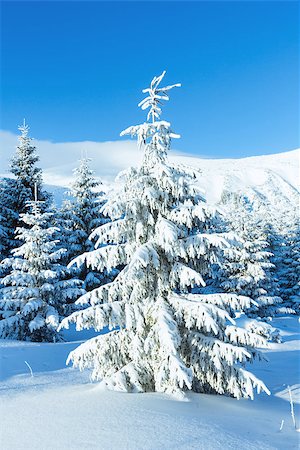 simsearch:400-06861143,k - Morning winter mountain landscape with fir trees on slope. Foto de stock - Super Valor sin royalties y Suscripción, Código: 400-07101019
