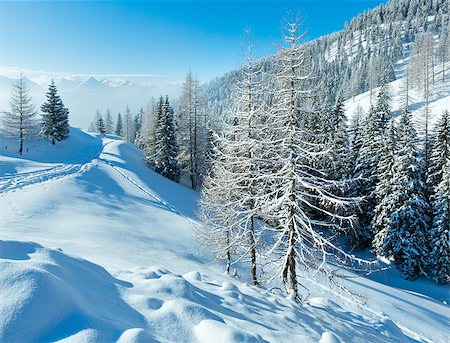 Morning winter misty mountain landscape with fir forest . Stock Photo - Budget Royalty-Free & Subscription, Code: 400-07101024