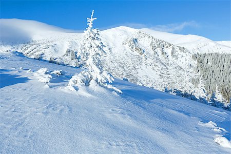 simsearch:400-06861143,k - Morning winter mountain landscape with fir tree on slope. Foto de stock - Super Valor sin royalties y Suscripción, Código: 400-07101020