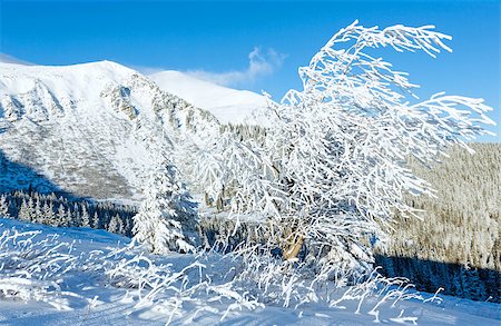 simsearch:400-06861143,k - Morning winter mountain landscape with snowy tree in front. Foto de stock - Super Valor sin royalties y Suscripción, Código: 400-07101021