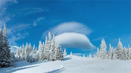 footprint winter landscape mountain - Morning winter mountain landscape with fir forest. Stock Photo - Budget Royalty-Free & Subscription, Code: 400-07101023