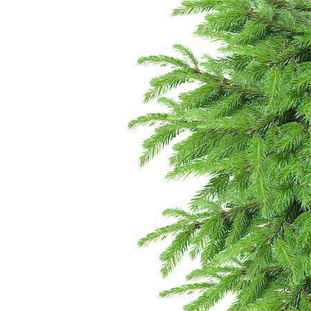 simsearch:400-07114074,k - fir tree border isolated on white background Stock Photo - Budget Royalty-Free & Subscription, Code: 400-07102576