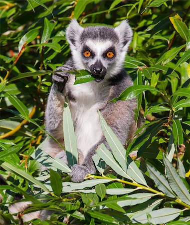 simsearch:400-06772893,k - Ring-tailed lemur (Lemur catta) eating from a tree Stock Photo - Budget Royalty-Free & Subscription, Code: 400-07102922