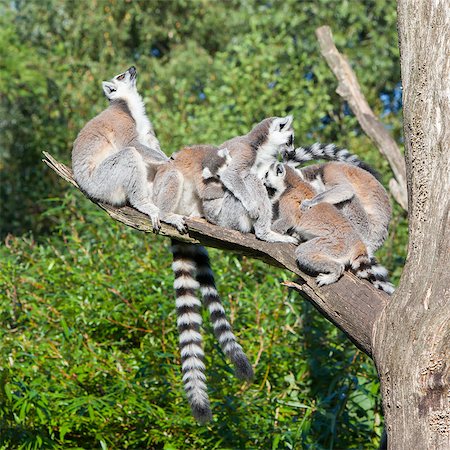 simsearch:400-06772893,k - Ring-tailed lemur (Lemur catta) in a dutch zoo Stock Photo - Budget Royalty-Free & Subscription, Code: 400-07102923