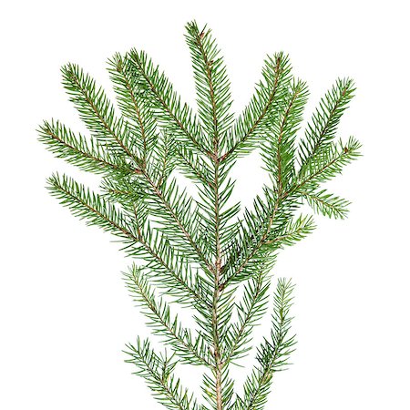 simsearch:400-07114074,k - green fir branch for decoration, isolated on white Stock Photo - Budget Royalty-Free & Subscription, Code: 400-07114070