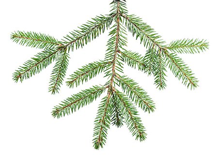 simsearch:400-07114074,k - green fir branch for decoration, isolated on white Stock Photo - Budget Royalty-Free & Subscription, Code: 400-07114073