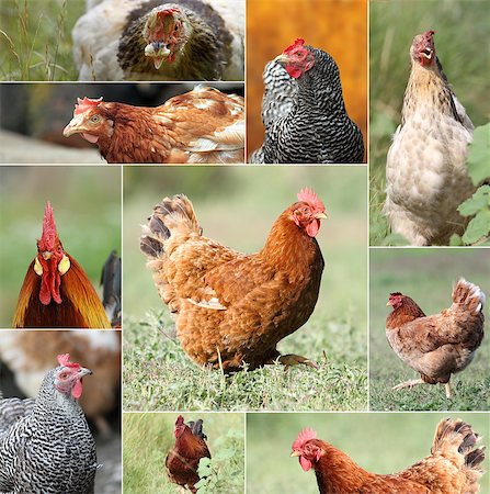 simsearch:400-04351992,k - big collection of photographs with hens and roosters from the farm Foto de stock - Super Valor sin royalties y Suscripción, Código: 400-07114734