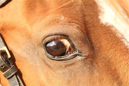 simsearch:644-01437946,k - closeup of a big horse head with detail on the eye Foto de stock - Royalty-Free Super Valor e Assinatura, Número: 400-07114731