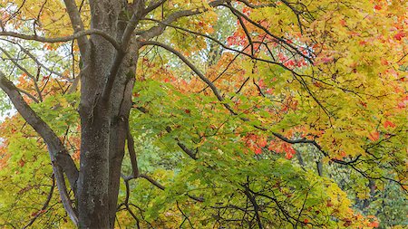 simsearch:6109-08929250,k - maple tree lush with colorful leaves, autumn theme Foto de stock - Super Valor sin royalties y Suscripción, Código: 400-07114834