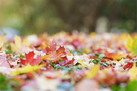 simsearch:400-04475632,k - autumn leaves on the ground, fall theme photo Foto de stock - Royalty-Free Super Valor e Assinatura, Número: 400-07114836