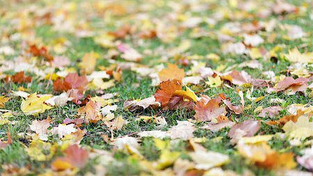 simsearch:400-04475632,k - autumn leaves on the ground, fall theme photo Foto de stock - Royalty-Free Super Valor e Assinatura, Número: 400-07114830