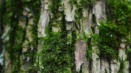 closeup photo of tree trunk with moss, macro Stock Photo - Budget Royalty-Free & Subscription, Code: 400-07114833