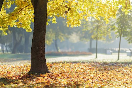 simsearch:400-08336120,k - autumn morning in park with maple trees, horizontal Foto de stock - Royalty-Free Super Valor e Assinatura, Número: 400-07114844