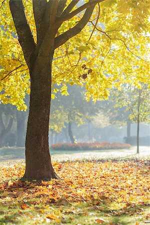 simsearch:400-08336120,k - autumn morning in park with maple trees, vertical Foto de stock - Royalty-Free Super Valor e Assinatura, Número: 400-07114843