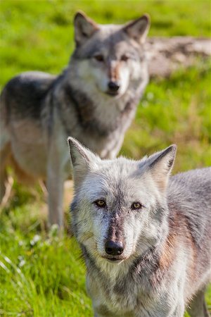simsearch:400-07115296,k - Pair of Two North American Gray Wolves, Gray Wolf, Canis Lupus Photographie de stock - Aubaine LD & Abonnement, Code: 400-07115292