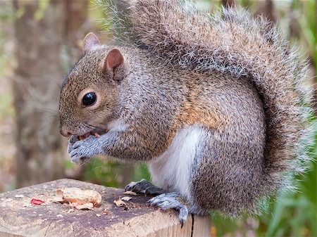 simsearch:400-06142298,k - Gray squirrel, Sciurus Carolinensis, sitting on a fence post eating a peanut Photographie de stock - Aubaine LD & Abonnement, Code: 400-07115481