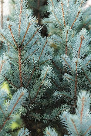 simsearch:400-07114074,k - blue spruce twigs close up, natural background for christmas Stock Photo - Budget Royalty-Free & Subscription, Code: 400-07115579