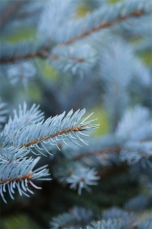 simsearch:400-07114074,k - blue spruce twigs close up, natural background for christmas Stock Photo - Budget Royalty-Free & Subscription, Code: 400-07115584