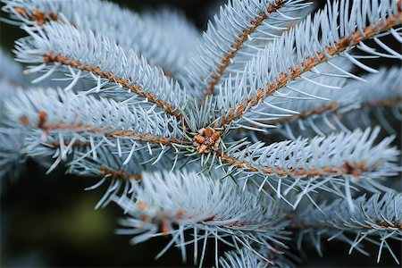 simsearch:400-07114074,k - blue spruce twigs close up, natural background for christmas Stock Photo - Budget Royalty-Free & Subscription, Code: 400-07115585