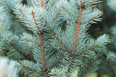 simsearch:400-07114074,k - blue spruce twigs close up, natural background for christmas Stock Photo - Budget Royalty-Free & Subscription, Code: 400-07115580